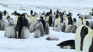 Emperor Penguin Rookery on Snow Hill Island Antarctica  November 2013 [upl. by Farlee]