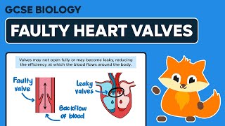 Faulty Heart Valves  GCSE Biology [upl. by Aetnahs]