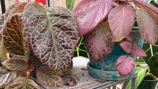 How ToEpiscia Care And Propagation [upl. by Aymer]