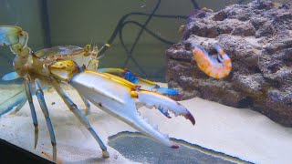 How to keep a grocery store crab as a pet  Blue Crabs [upl. by Phelgen243]