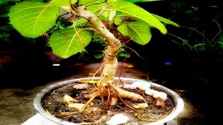 Make Banyan tree Bonsai Easily at home with Minimum efforts  Make Radial and Ancient Root base [upl. by Grefe852]