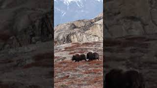 Scoresby Sund Greenland Ovibos  Musk Ox Sounds  Noises Ovibos Moschatus shorts [upl. by Narod297]