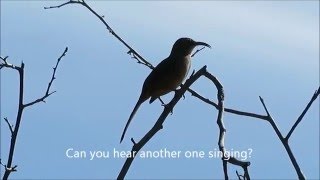 California Thrasher Singing [upl. by Marcos995]