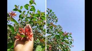 HOW TO GROW CARE AND PROPAGATE FIREBUSH PLANT  HUMMINGBIRD BUSH  REDHEAD  HAMELIA PATENS [upl. by Nire38]