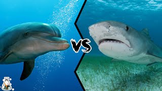 Dolphin VS Shark  What Happens When These Two Sea Animals Meet [upl. by Keligot]