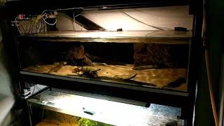 Lower jaw bichir tank feeding [upl. by Timmy324]