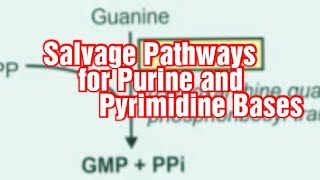 Salvage Pathways for Purine and Pyrimidine Bases BiochemistryMetabolism of Purines and Pyrimidines [upl. by Aikar]