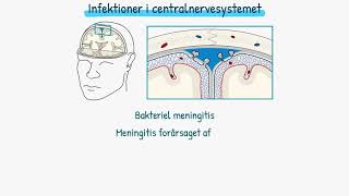 Nervesystemet Infektioner i centralnervesystemet [upl. by Ahsrats]