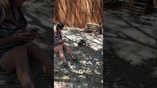 Quokka encounter Rottnest Island Australia [upl. by Silisav]