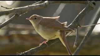 A Nightingales Song  1 Hour of Beautiful birdsong [upl. by Lin590]