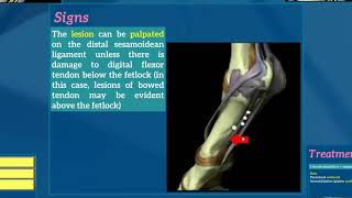 7Desmitis of distal sesamoidean ligaments [upl. by Turnheim]