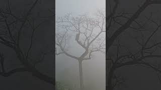 Tracking in the fogs in Bhuvan Hills [upl. by Noellyn]