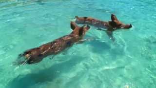 Expedia Swimming Pigs Advert  HD [upl. by Ydoow]