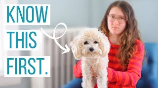 5 Reasons NOT to Get a Maltipoo  Is the Maltipoo the Right Dog for You [upl. by Airahcaz439]