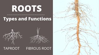 Functions of Roots  Types of Roots  Taproot  Fibrous Root  Lesson for Kids [upl. by Aramot]