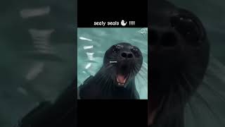 Cute seal cute funny sealcore sealife shortsfeed tiktok youtube [upl. by Hsaka469]