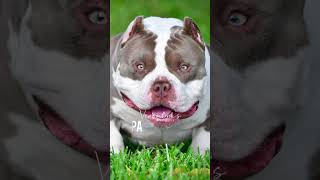 American Bully Stud Service Studs amp Fees  Top Bully Studs 2023 venomline [upl. by Naitsirhc]