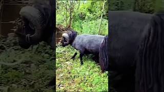 quotViral Moment Quessant Sheep Breaks a Tree in Secondsquot [upl. by Jarl255]