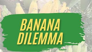 November Banana Dilemma [upl. by Sosthena356]