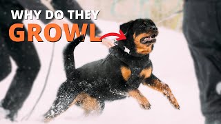 Why Does My Rottweiler Growl At Me and How to Fix it [upl. by Hake]