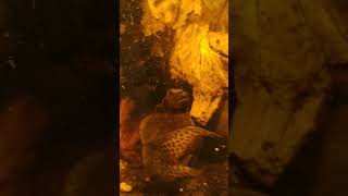 Feeding Our African Catfish catfish fishtank fishtank fish fish [upl. by Pantin683]