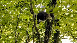 Norwegian Forest Cat Climbing skills [upl. by Durkin]