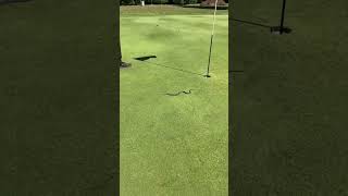 Curios Garter Snake at Pipestone Creek Golf Course [upl. by Nirre]