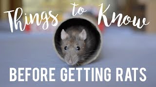 Rat Care For Beginners [upl. by Edgardo406]