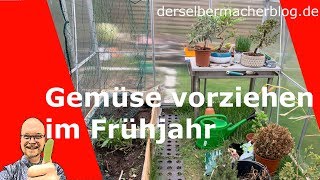 Gemüsepflanzen vorziehen im Frühjahr Fensterbank Gewächshaus Tomaten Paprika Gurken Salat [upl. by Lyrehs]