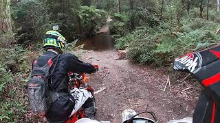 Trail bike riding Toolangi 11012020 [upl. by Oakman825]