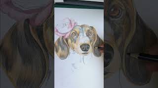 Bezig een Teckel te Tekenen drawing art artist illustration animation hondendogsteckel [upl. by Scheider]