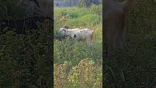 Goat farming rajasthan viralvideo animals [upl. by Connett]