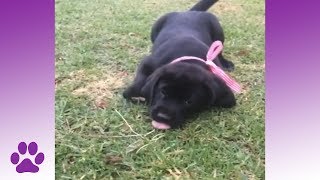 Clumsy Puppies  Dog Compilation [upl. by Frasquito]