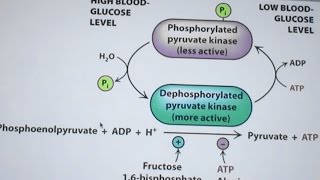 Aherns Biochemistry 23 Glycolysis amp Gluconeogenesis [upl. by Noid]