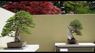 Pacific Bonsai Museum [upl. by Joelie]