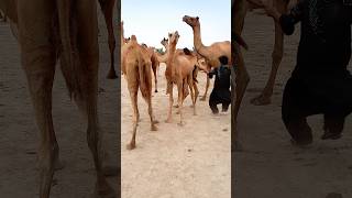 camel fast reaning kissing song and camel danes camelinthedesert [upl. by Norene]