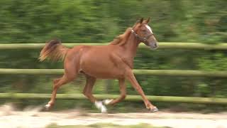 Vidéo LOT 0516 NAMINE  Ventes de Trotteurs de Caen  25 septembre 2024 [upl. by Keg]