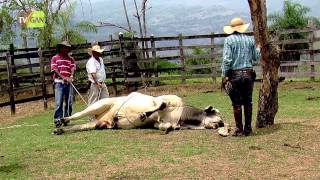 Técnicas de Derribamiento de Animales Parte 2  TvAgro por Juan Gonzalo Angel [upl. by Yenobe297]