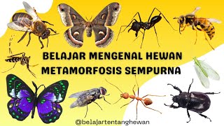 BELAJAR MENGENAL HEWAN METAMORFOSIS SEMPURNA  BELAJAR MENGENAL HEWAN BAHASA INDONESIA [upl. by Evey182]