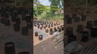 Persiapan tanam cabai rawit roket berkebun cabai perawatancabai cabairawit [upl. by Akimaj314]