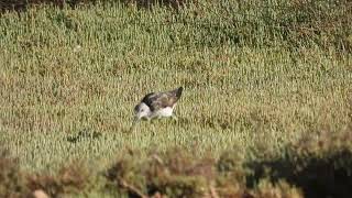 Common Greenshank Pantana Tringa nebularia [upl. by Perzan]