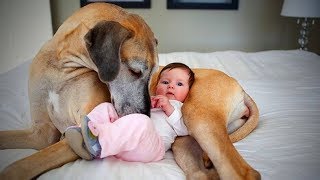 Nanny Dogs🐶👶Cute Dogs as BabysitterFull Epic Life [upl. by Asyal]