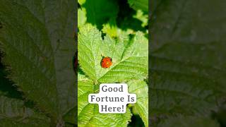 Seeing Lots Of Ladybirds Heres What It Means synchronicity spiritmessages messagefromuniverse [upl. by Okia]