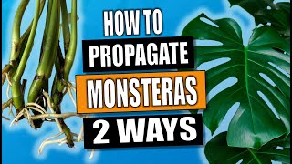 Monstera Propagation 2 Ways to Propagate Monstera Deliciosa [upl. by Ila]