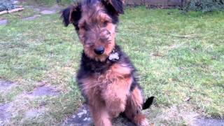 Training an Airedale puppy [upl. by Tnahs]