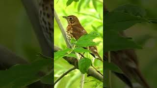 Song thrush singingchirping part4 [upl. by Amadas394]