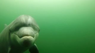 Delfin überrascht Taucher im Eckernförder Hafen [upl. by Elleiand]