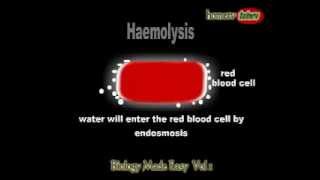 What is haemolysis [upl. by Wake]