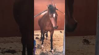 Horses are such majestic creatures ☺️😌🤣horse funny viralvideo fyp [upl. by Elyrpa]