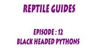 SNA GUIDES BlackHeaded Pythons Aspidites melanocephalus [upl. by Eadith342]